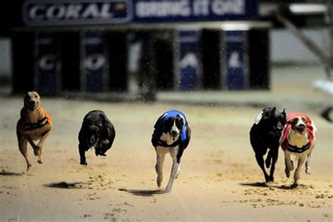 racing post greyhound cards for tomorrow